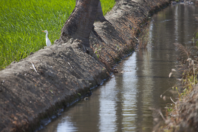 irrigation